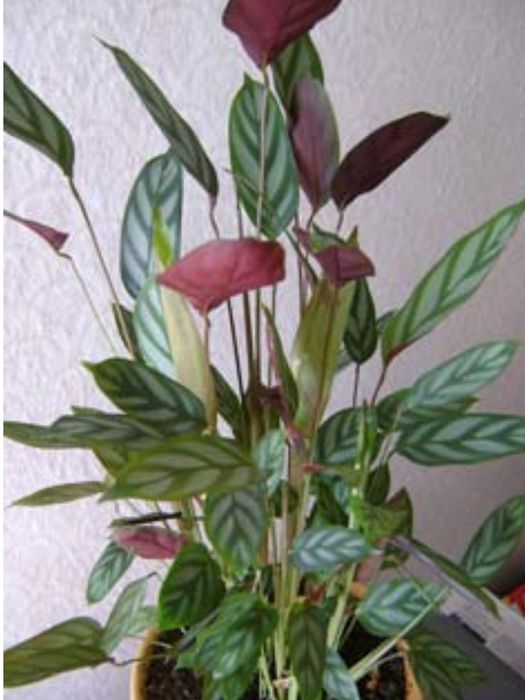 Ктенанта  тропическая