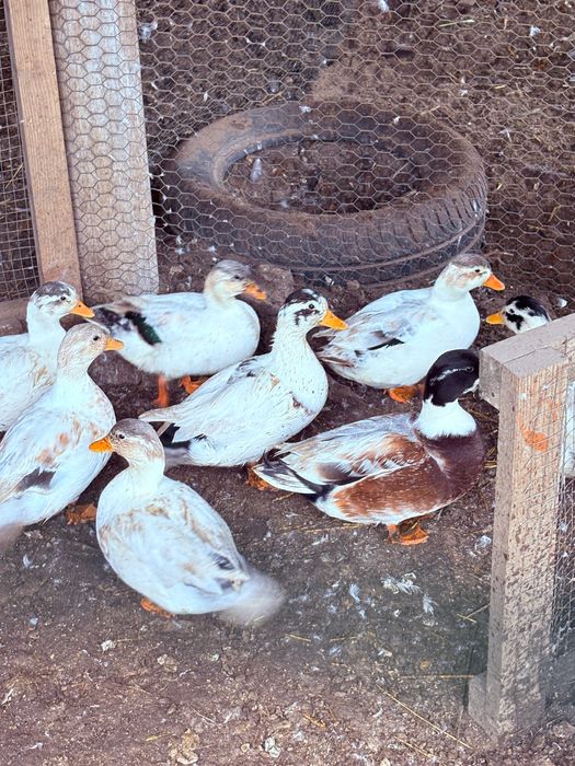 Kaczki call duck, dwie kaczuszki +kaczorek