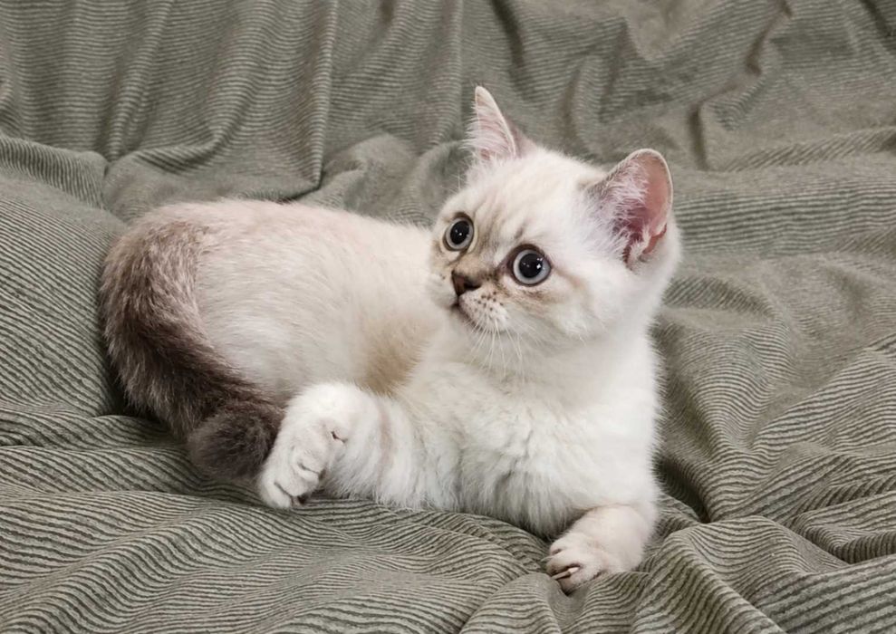 Чудесный шотландский котёнок страйт Линкс поинт