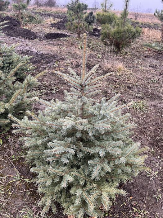 Ялинка блакитна кайбаб