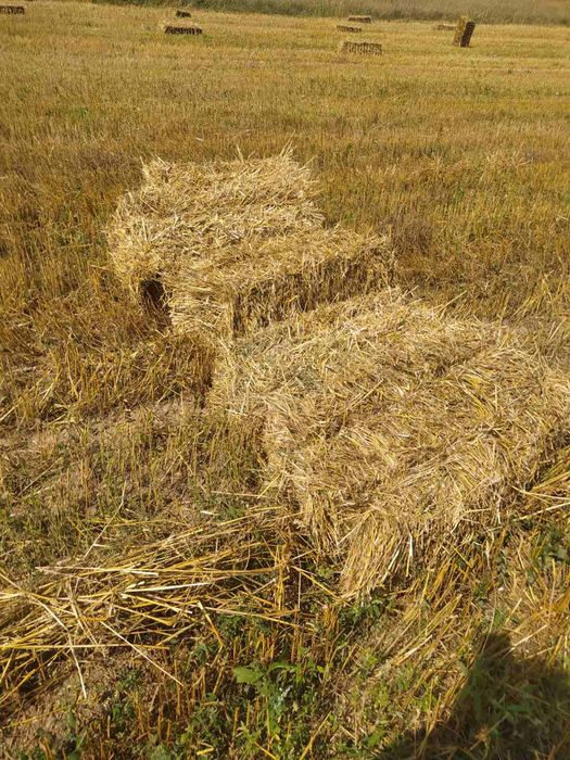 Продам солому в тюках(сіно)