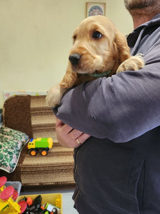 Ostatni śliczny szczeniak piesek Cocker Spaniel angielski
