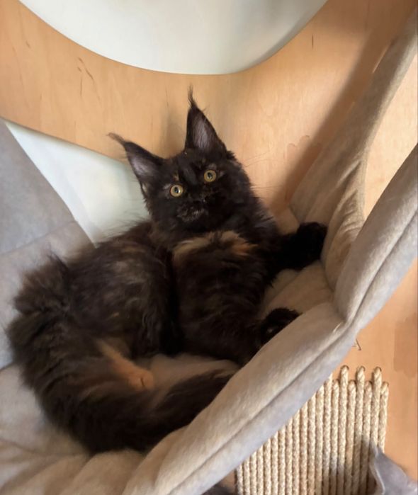 Kotka Maine Coon szylkretka