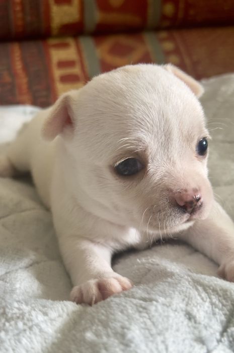 Чихуахуа короткошерсті