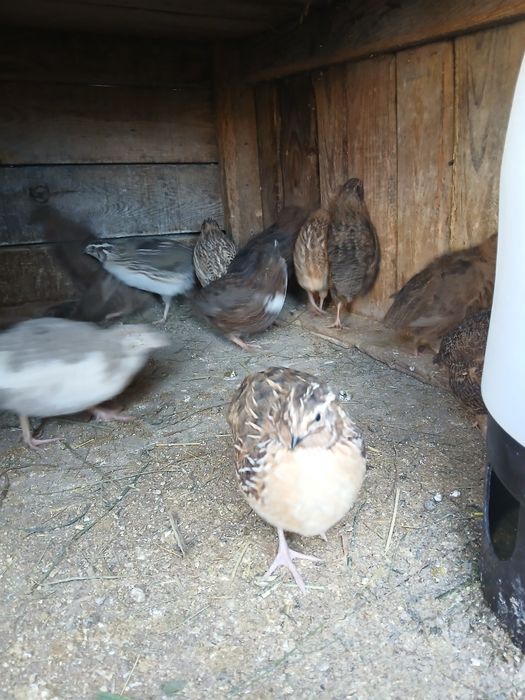Sprzedam samce przepiurek