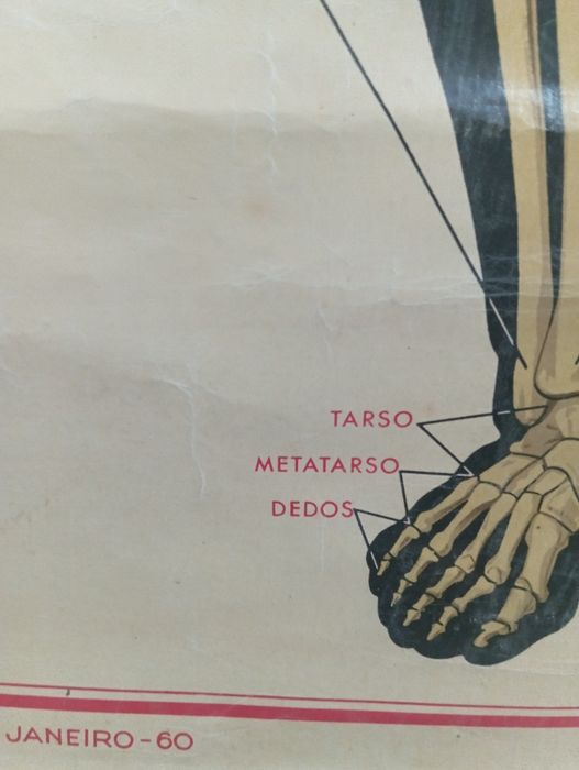 Mapa Esqueleto Humano
