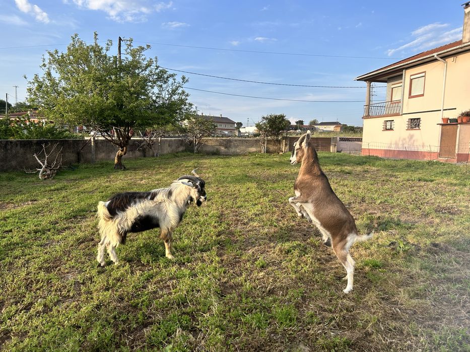 Vendo cabra + bode (raça serpentina)
