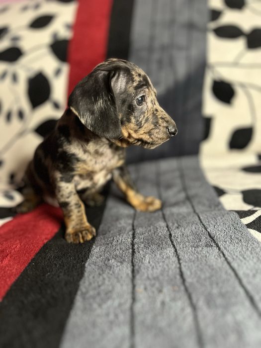 Мармуровий хлопчик такса