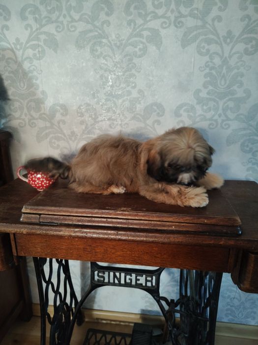 Shih tzu złota suczka z rodowodem REZERWACJIA
