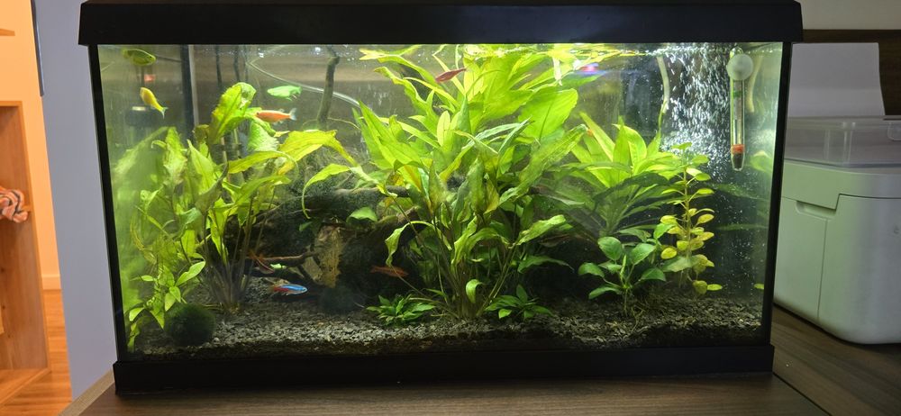 Sprzedam akwarium 60 kompletne neonki, danio, stabilne