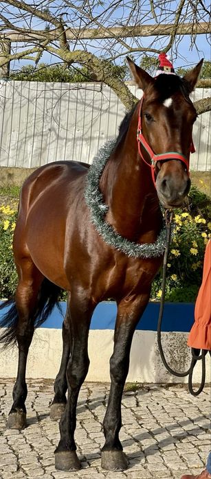 Cavalo Lusitano 10 anos  especial para passeiso, feiras e Golegã !!!