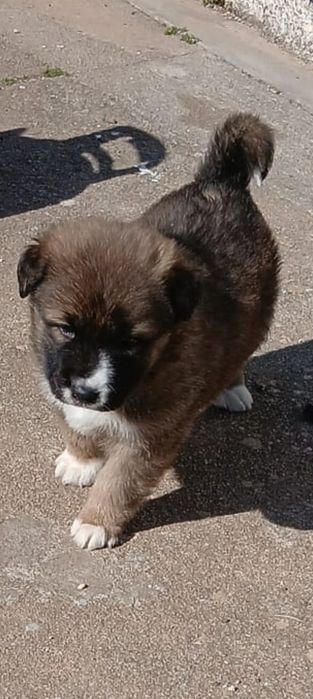 Cachorrinhos  porte grande