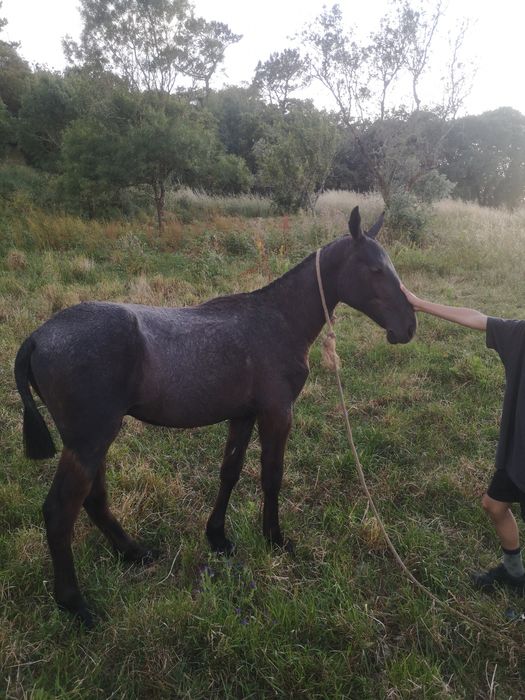 Poldro mustang com 1 ano