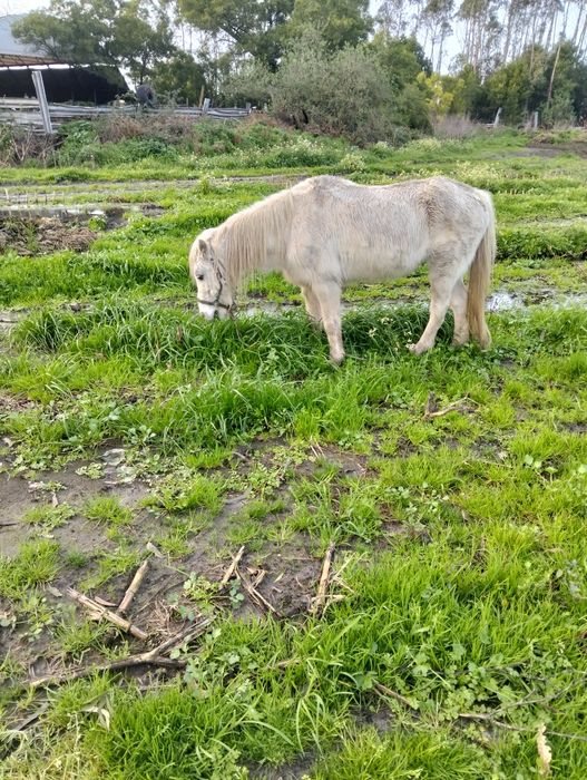 Vendo pônei ou troco