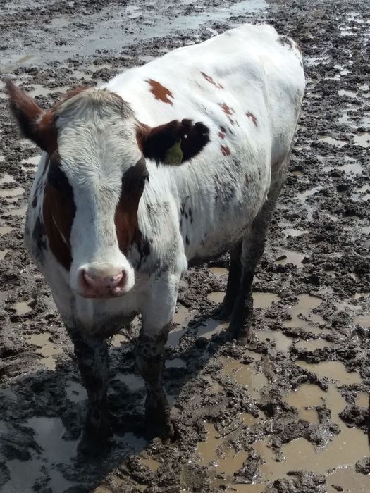 Продам телок на хозяйство!