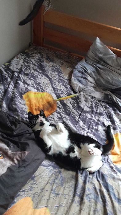 Kotka Angela szuka swojego człowieka