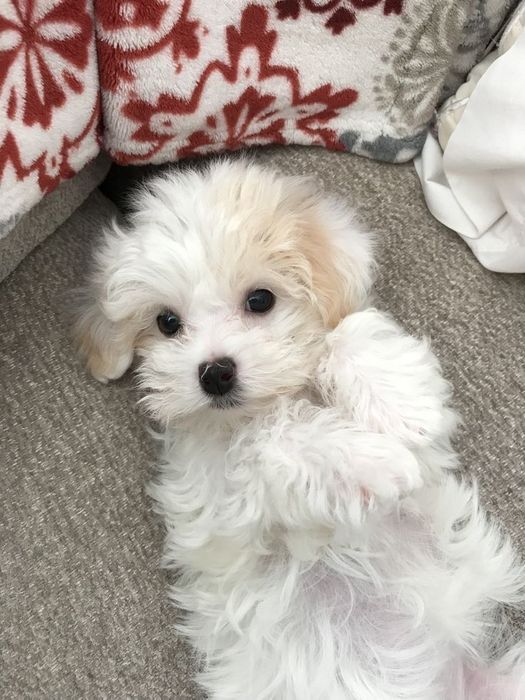 Гарненький мальтипу/maltipoo F1 VIP
