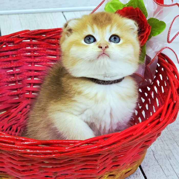 Шотландська золота шиншила,дівчинка