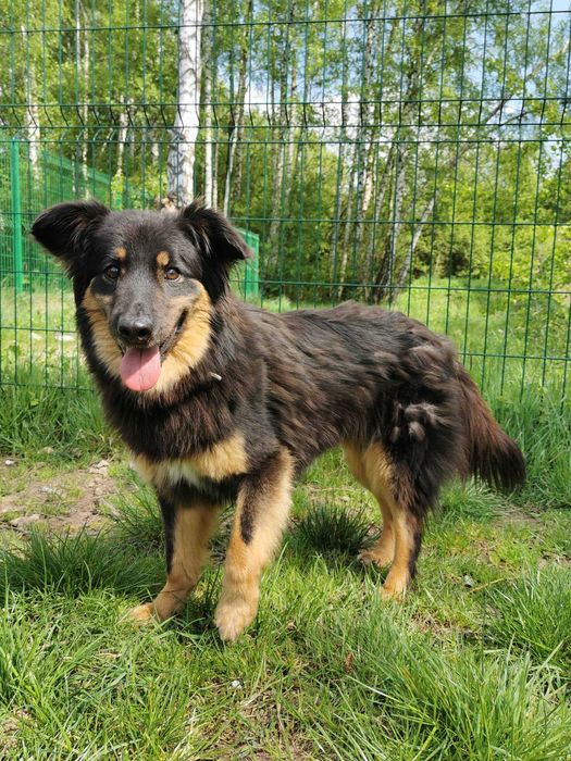 Insia wycofana suczka w schronisku ..