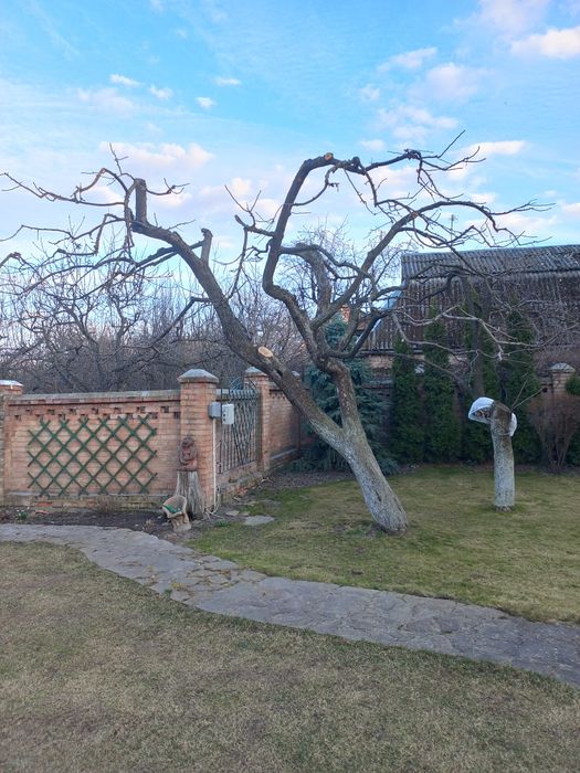 Обрізка плодових дерев