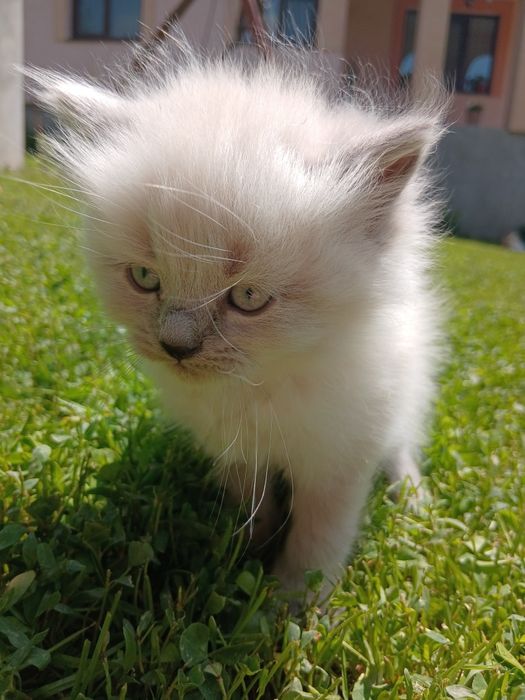 Кошенята шустренкі шукають свій новий дім