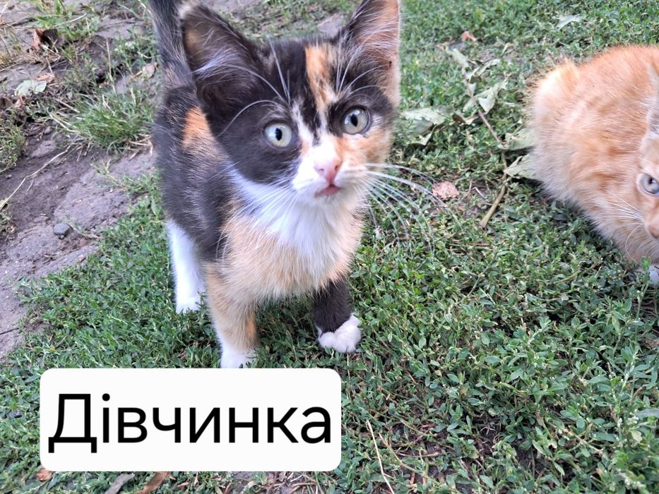 Кошенята в добрі руки