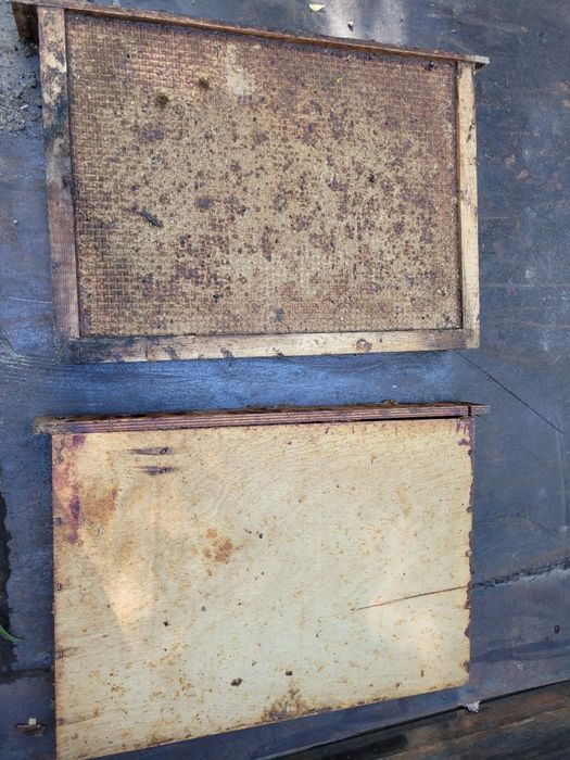 Podkarmiaczka gniazdowa wielkopolska