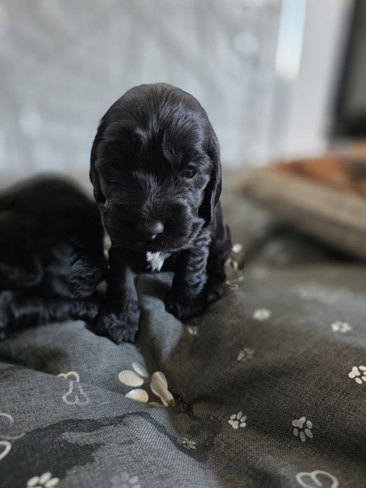 Cocker spaniel angielski
