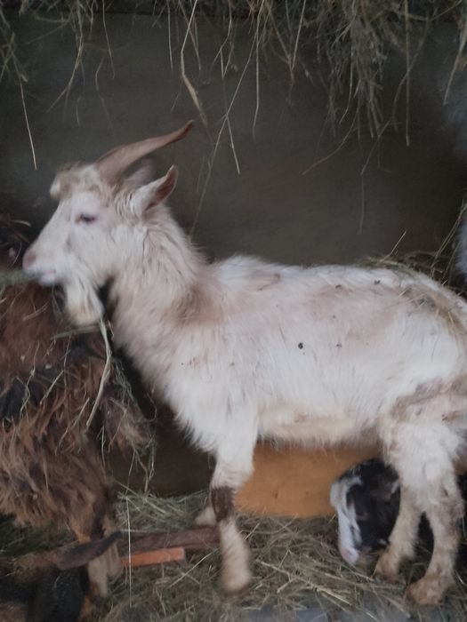 Продаю цапа молодого