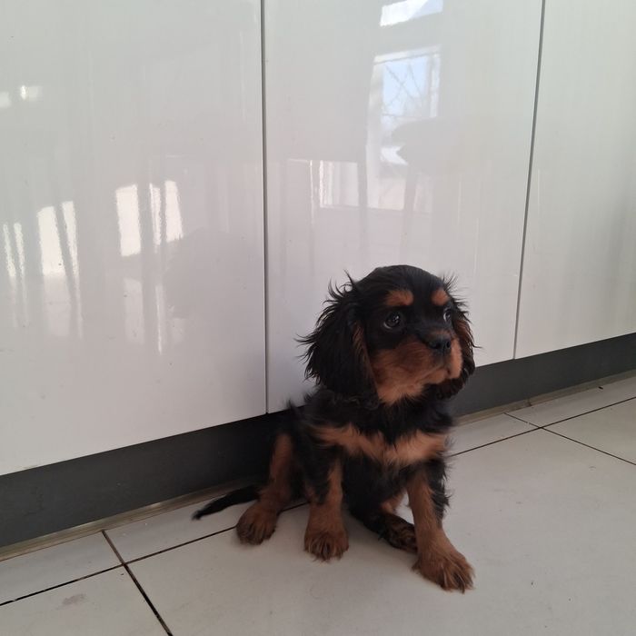 Śliczny Piesek  Cavalier Spaniel z Rodowodem