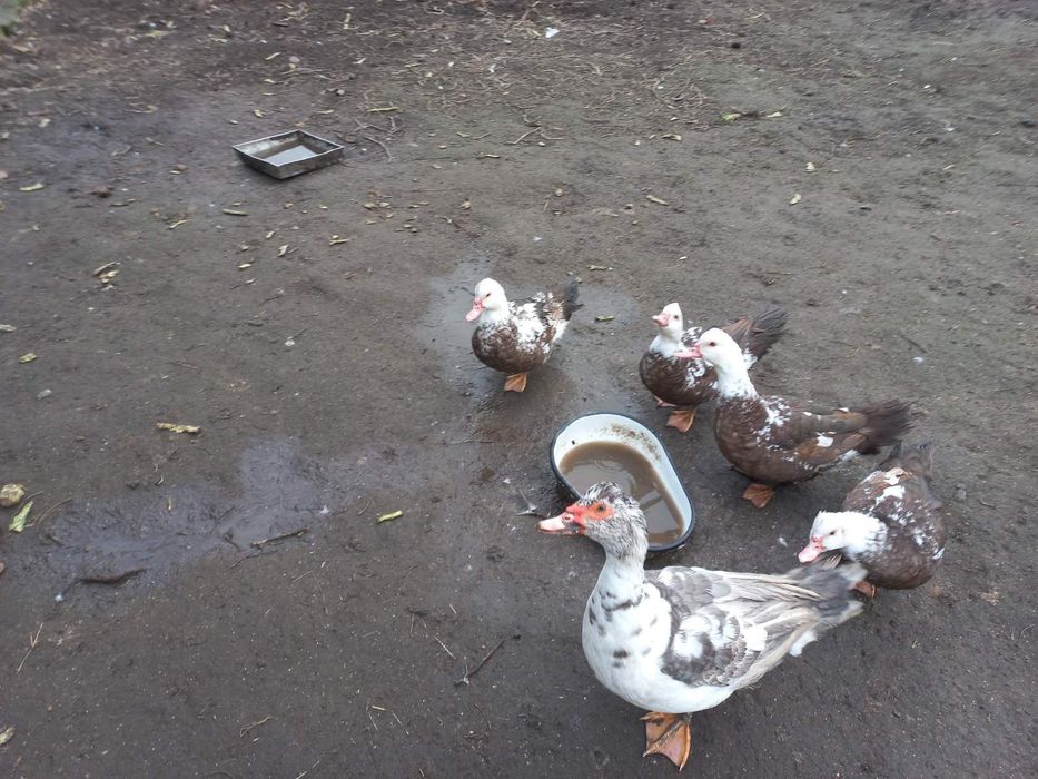 Продам мускусних качок