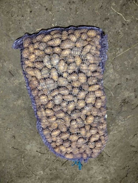 Продам домашню насінну картоплю