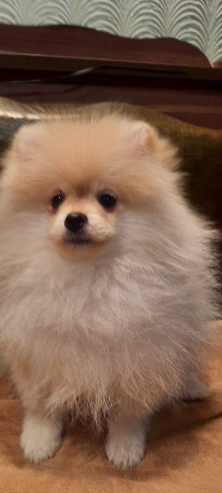 Померанский шпиц