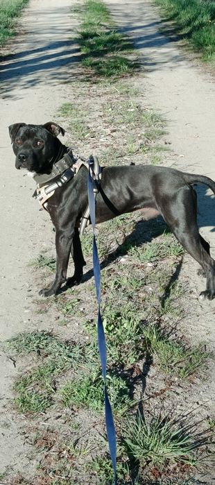 Pies do adopcji, Tyson w typie amstaffa.