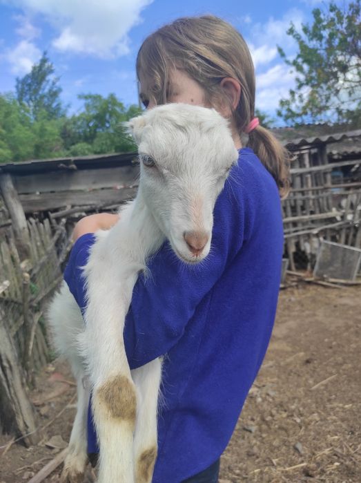 Продаються козенята ламанча дівчата і хлопчик суслік