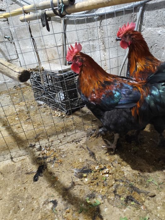 Vendo 1 galo marrom pura