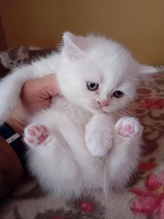 Menina/o  scottish branca