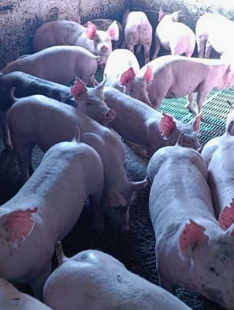 Продажа поросят 20-25 кг
