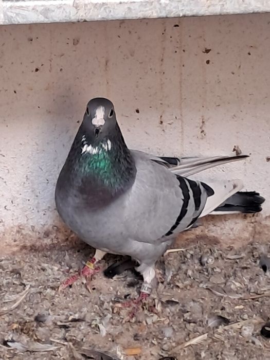 pombo correio disponíveis