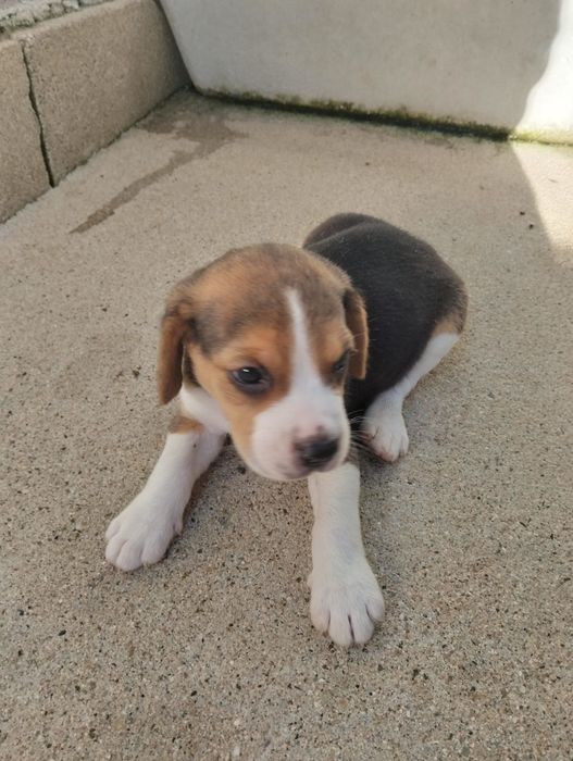 Beagle disponível