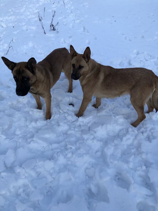 Oddam w dobre ręce sukę