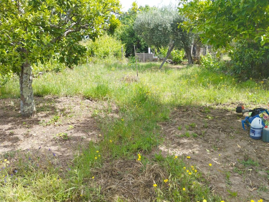 Prestação de serviços, corte de erva , jardinagem, poda de árvore  e corte. Estou disponível no conselho de castelo branco.