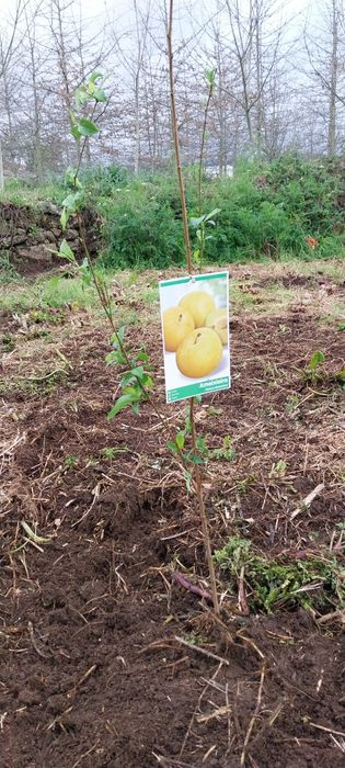Terreno Agrícola em Baltar