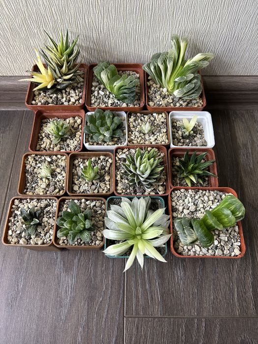 Haworthia truncata limegreen variegata obtusa limifolia sansevieria