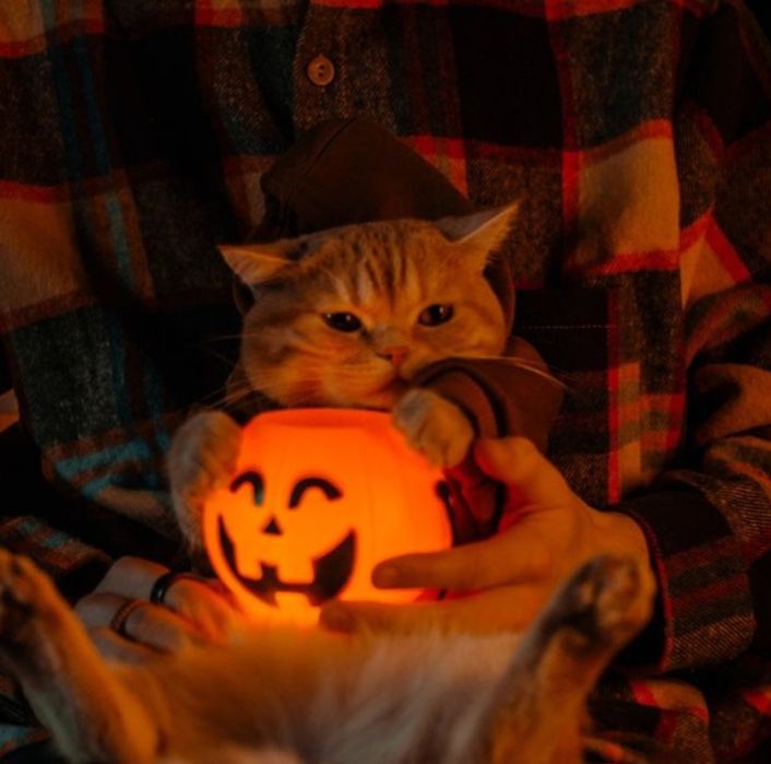 Передержка! Посижу с Вашим! питомцем.