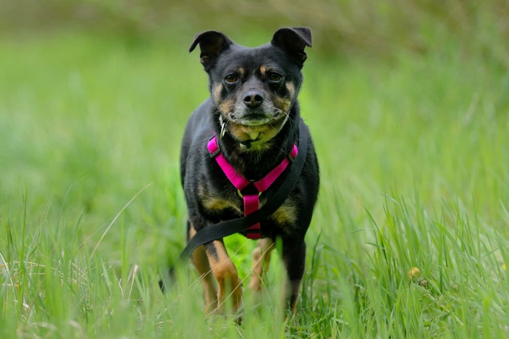 Malutka sunia Jessie szuka domu