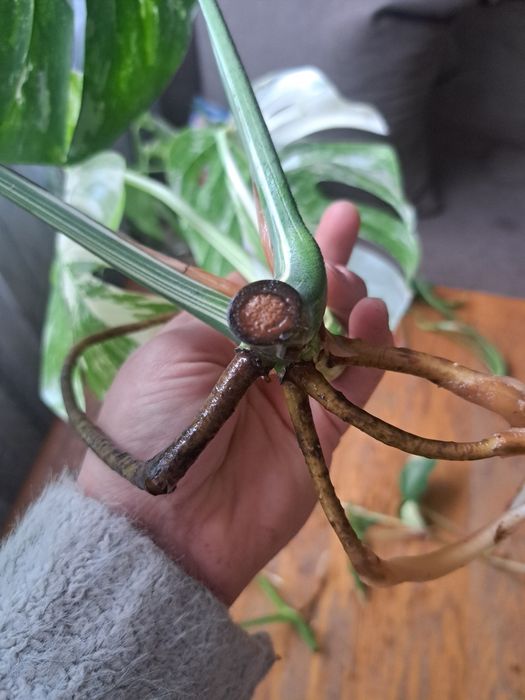 Monstera Variegata
