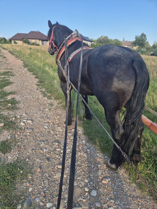 Sprzedam zamienię klacz