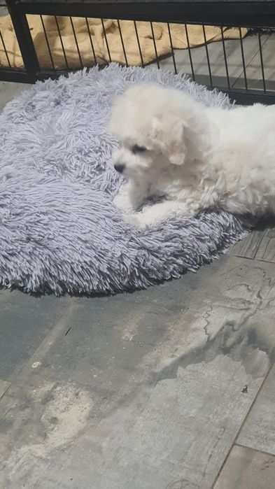 Bichon Frise Fci piesek