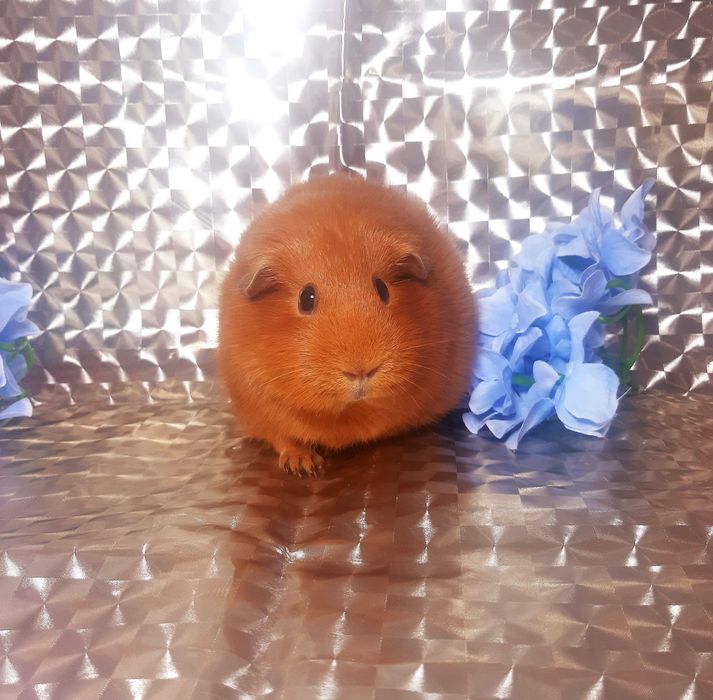 Морская свинка,морська свинка,морские свинки,морські свинки